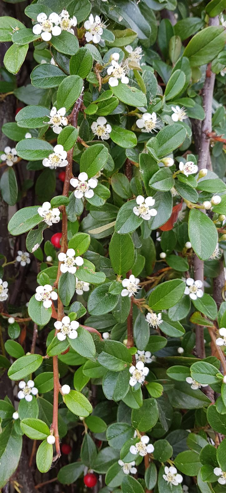 Cotoneaster