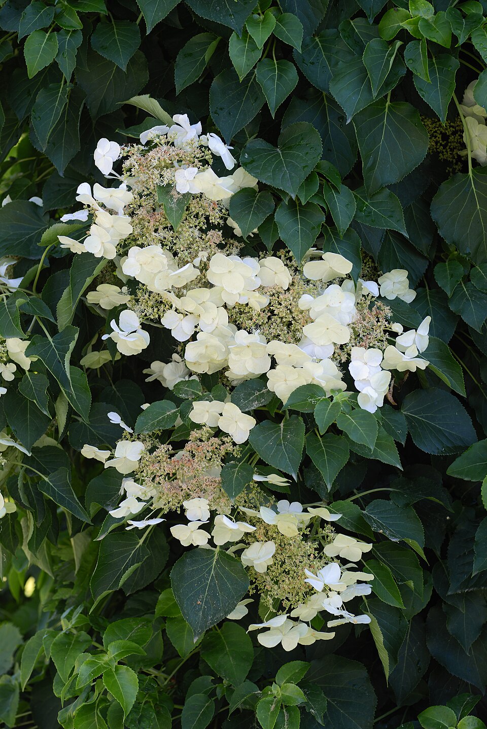 Kletter-Hortensie