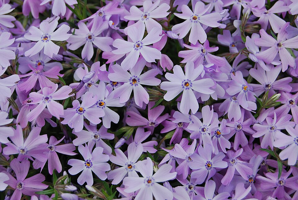 Poster-Phlox