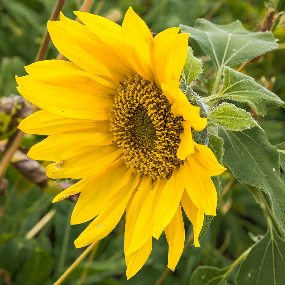 Sonnenblume