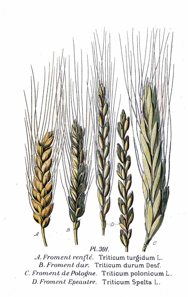 Triticum