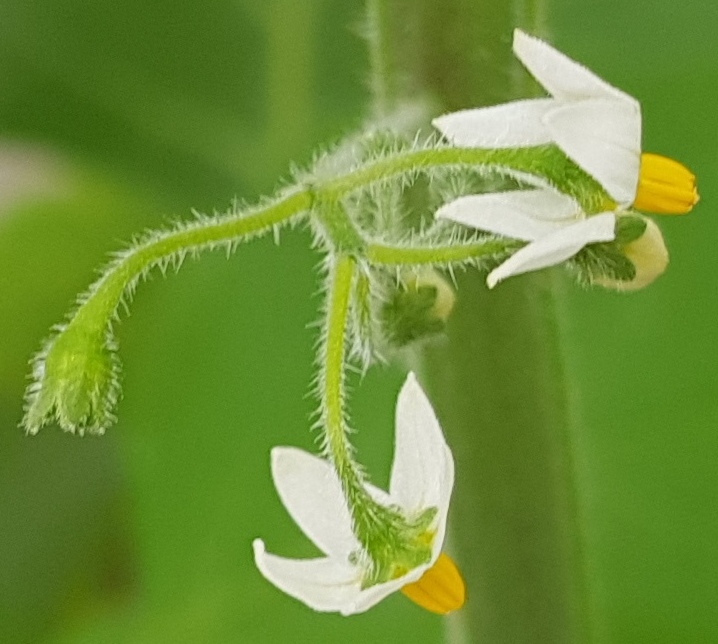 Blüten von Solanum nigrum