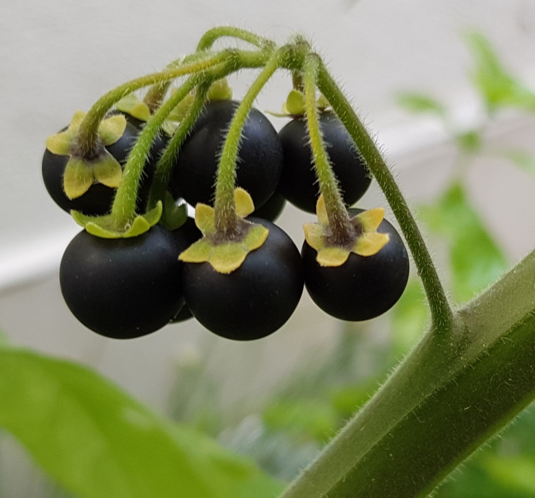 Solanum nigrum Früchte