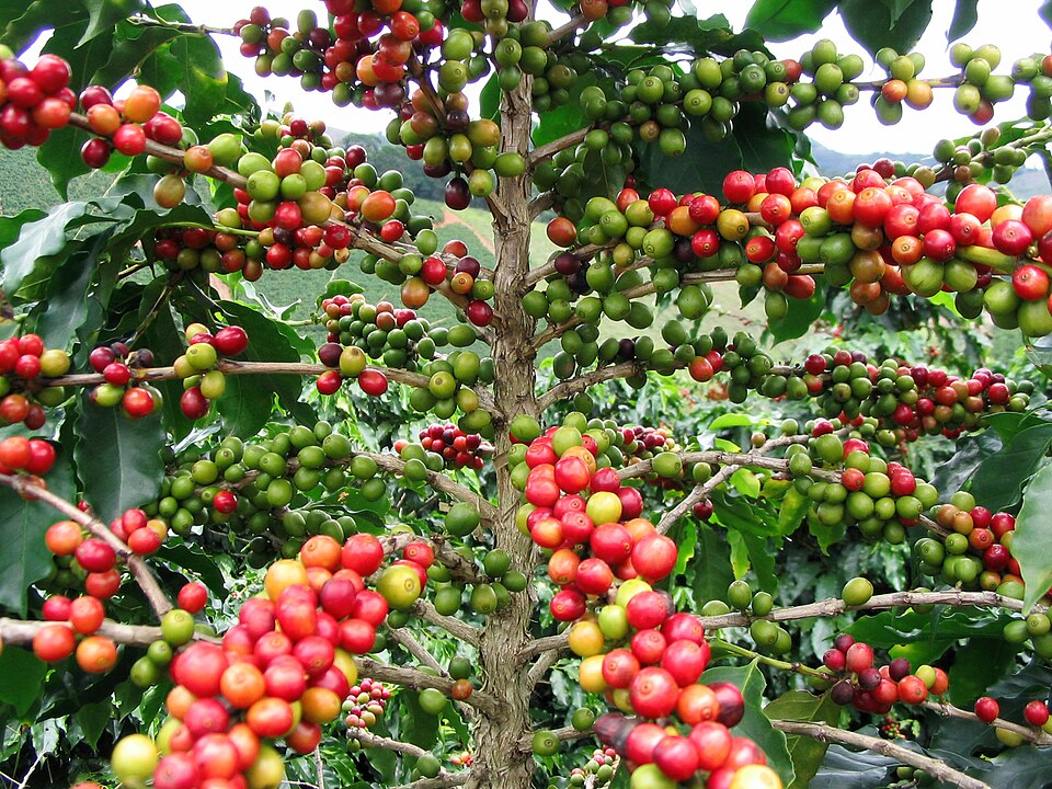 Kaffee-Baum