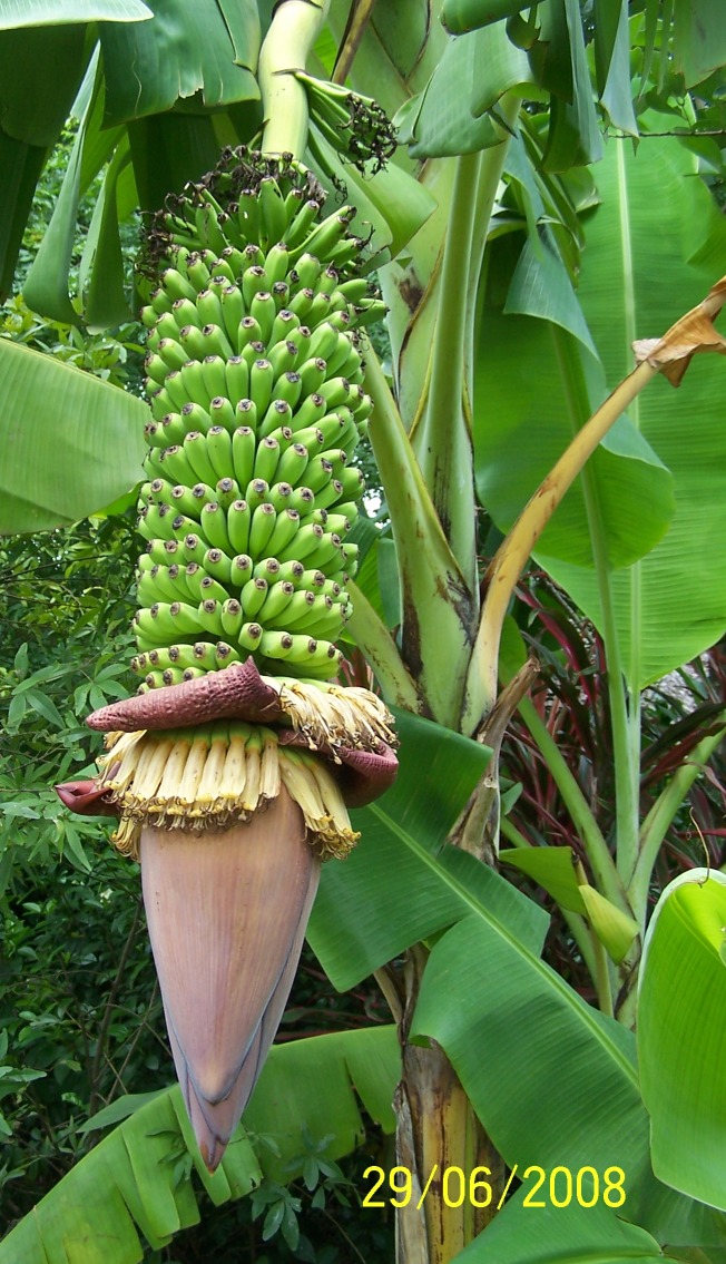 Banane