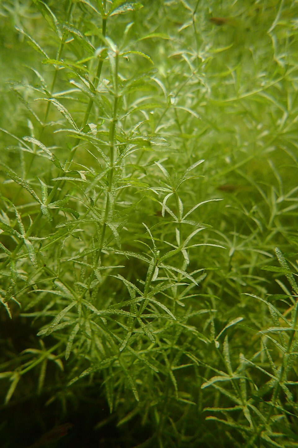 Hydrilla