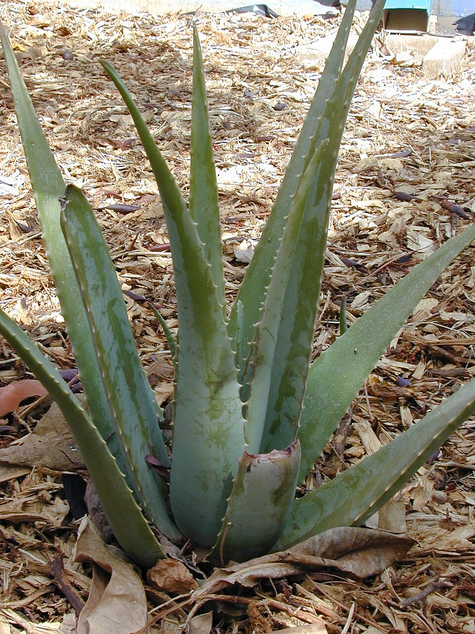 Aloe vera