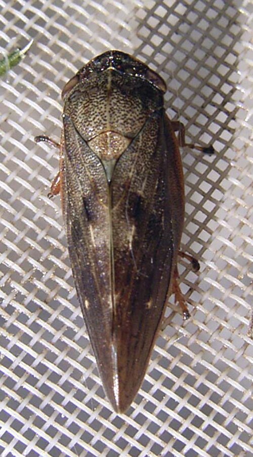 Zikade