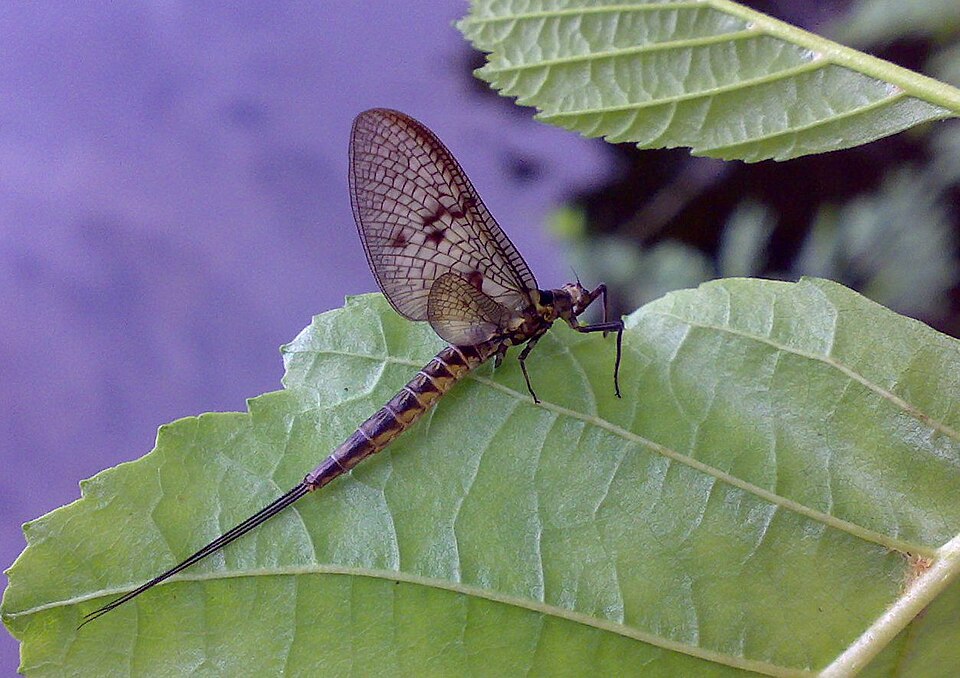 Eintagsfliege