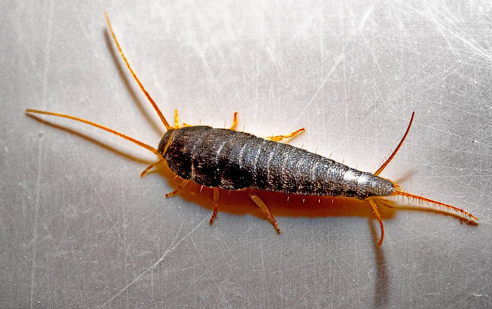 Silberfischchen