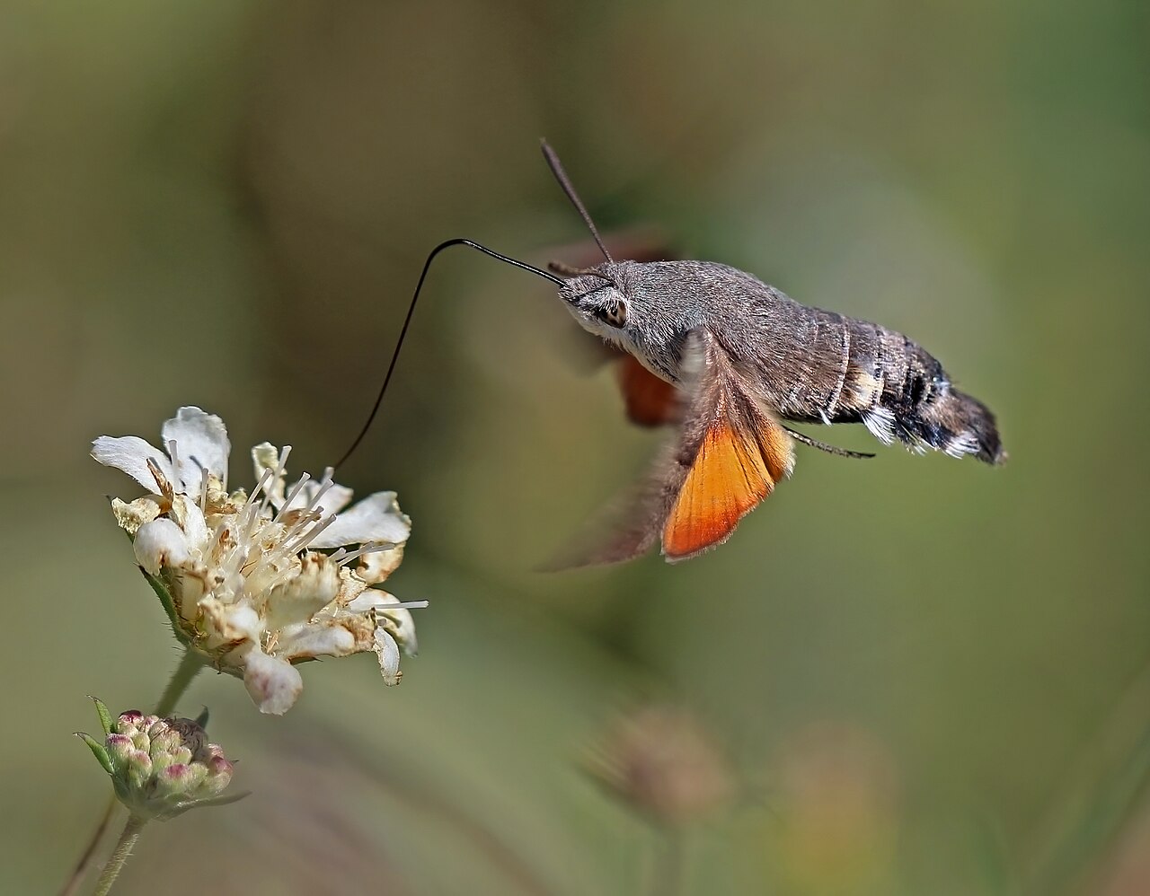 Taubenschwänzchen
