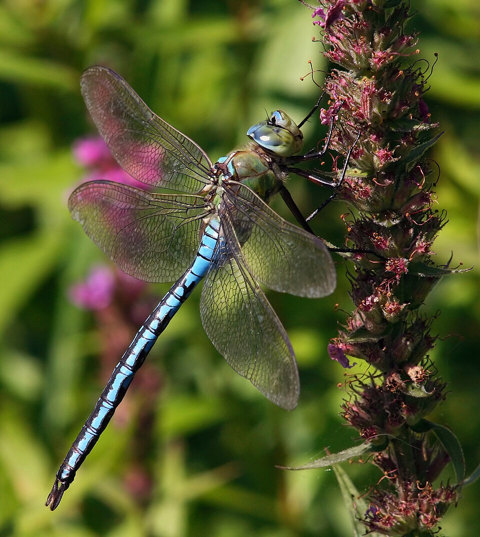 Königslibelle