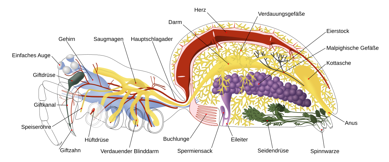 Spinne Anatomie