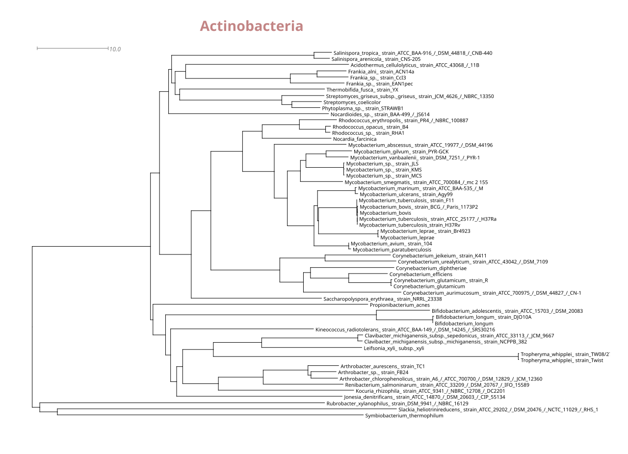 Actinobakterien: Stammbaum