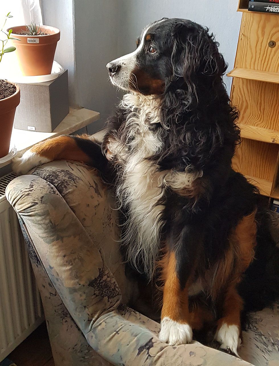 Berner Sennenhund