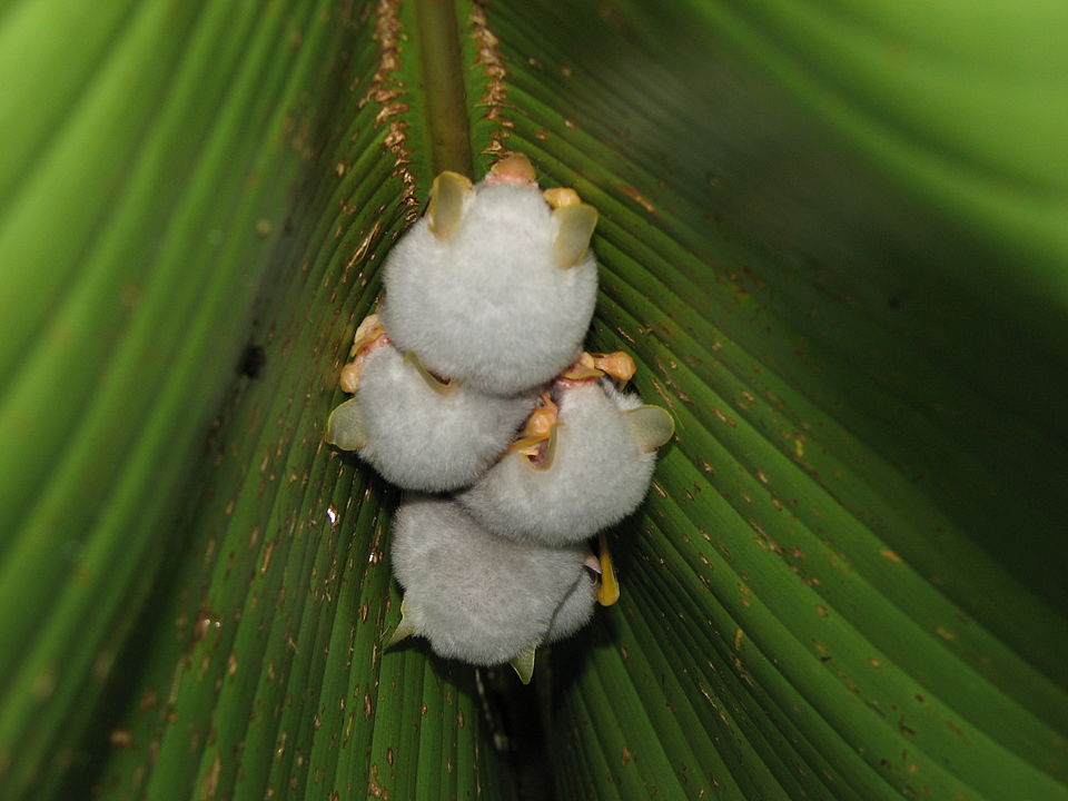 Ectophylla