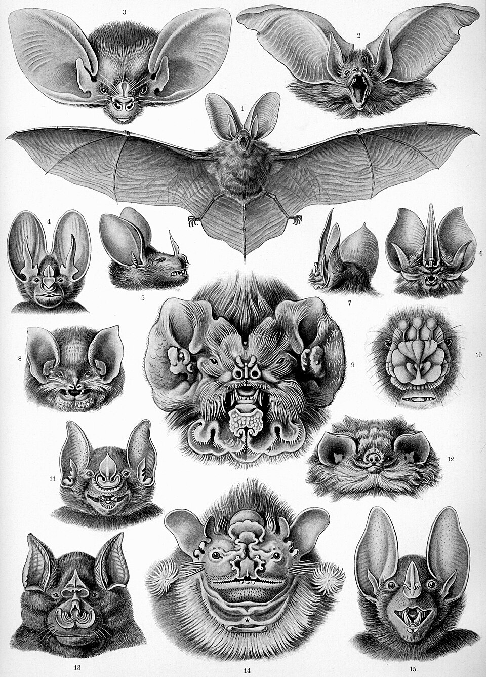 Fledertiere