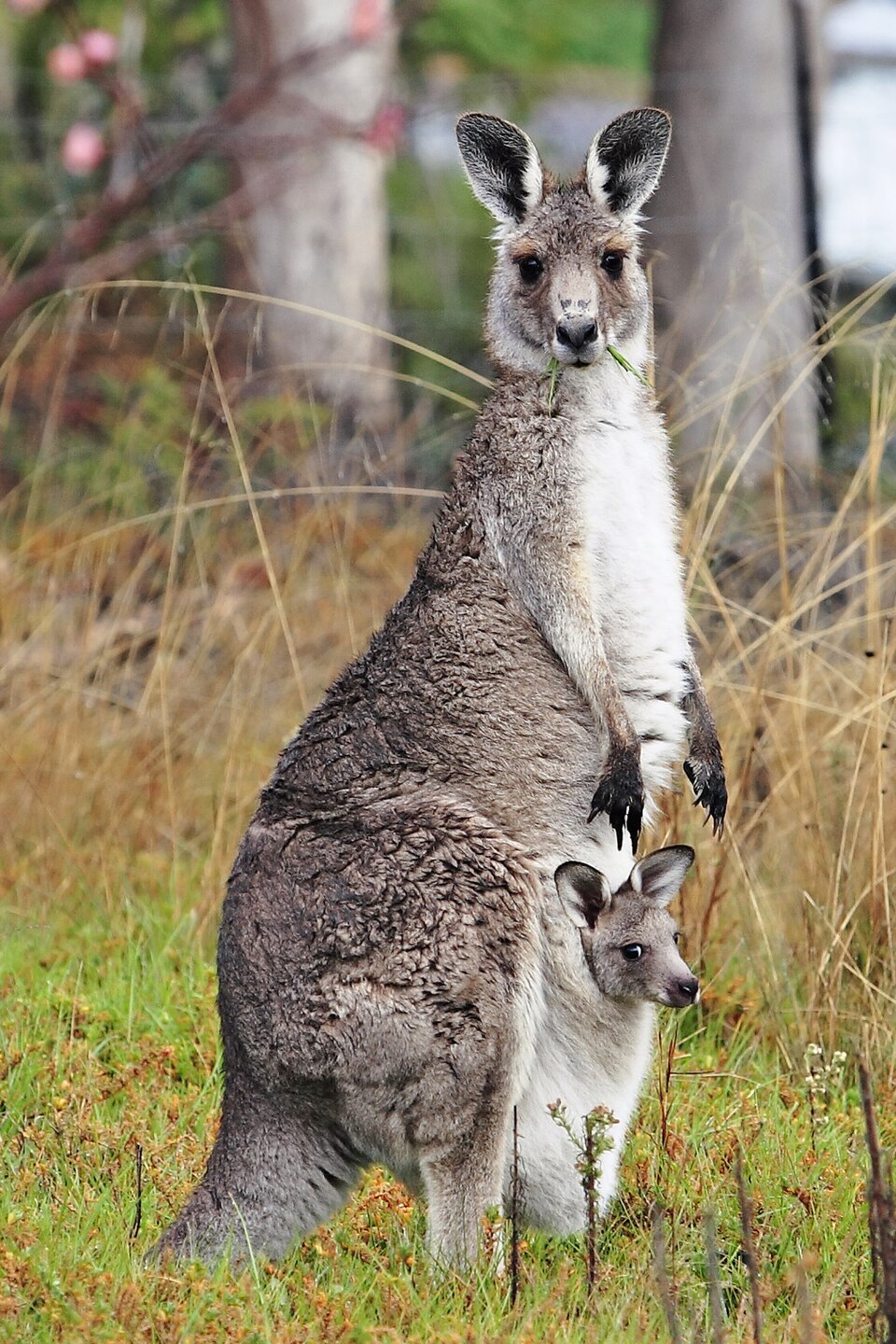 Riesenkänguru