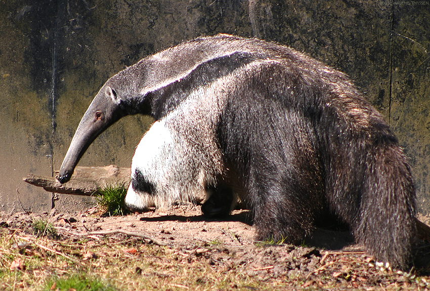 Ameisenbär