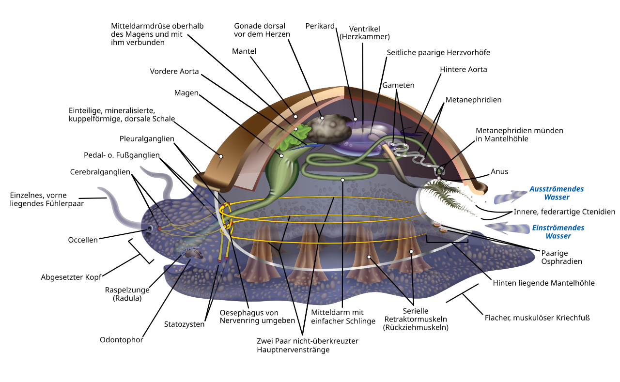 Anatomie Molusk