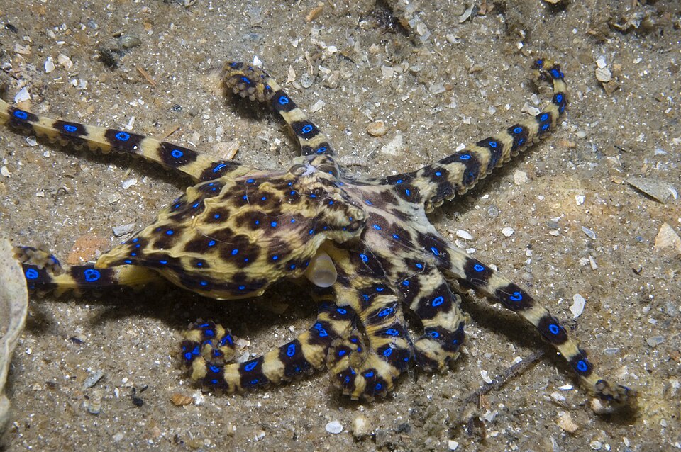Blaugestreifte Kraken (Hapalochlaena maculosa) 