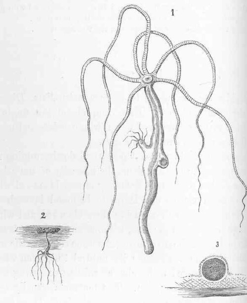 Hydra