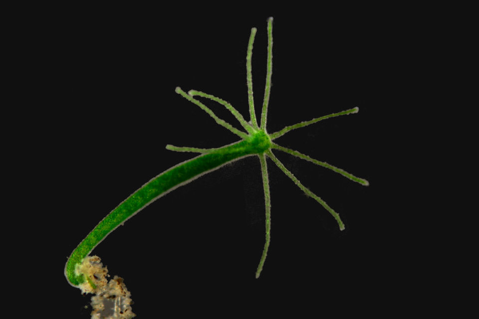 Hydra