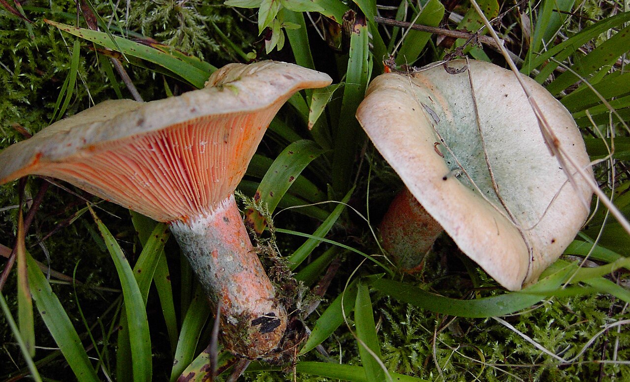  Fichten-Reizker (Lactarius deterrimus)