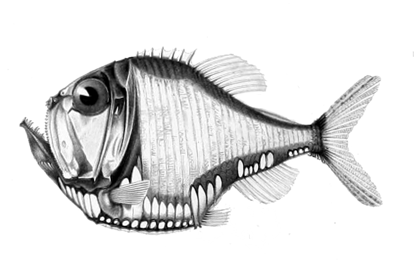 Silberbeil