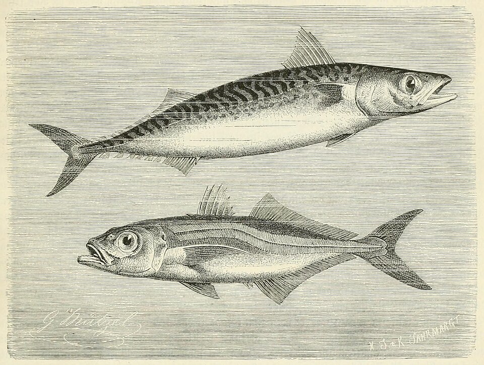 Makrele