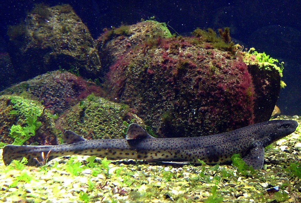 Katzenhai
