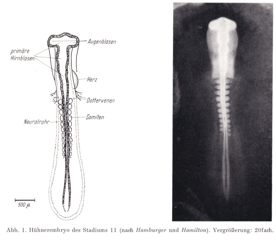 Embryo