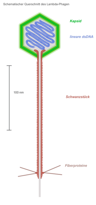 Bakteriophage