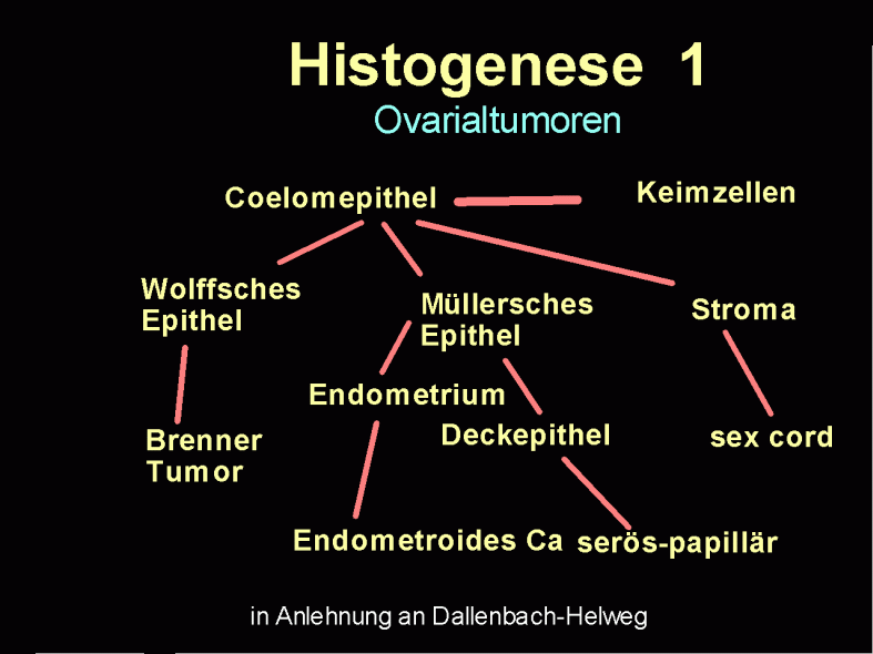 Histogenese