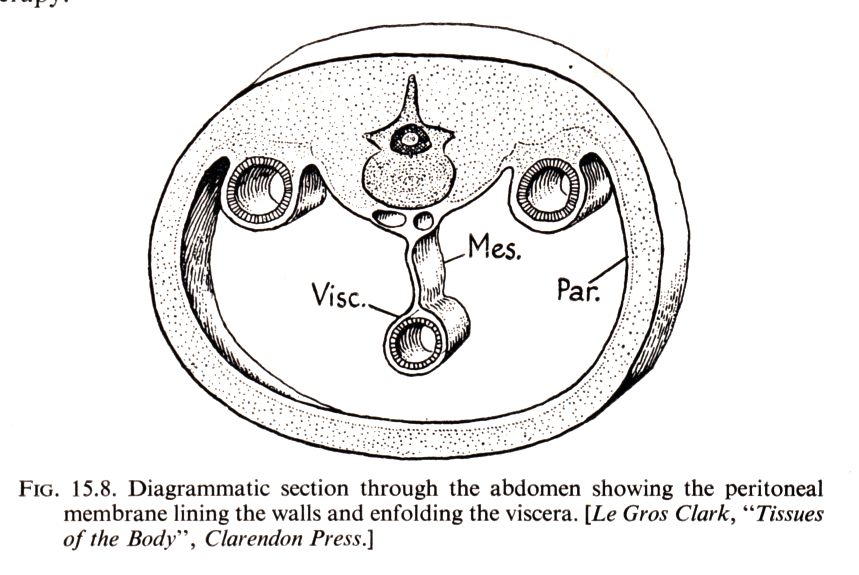 Peritoneum