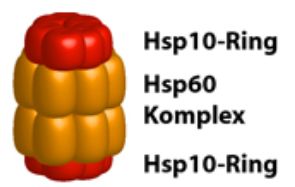 HSP60+10