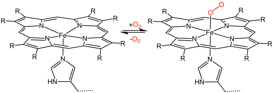 HB-Oxidation