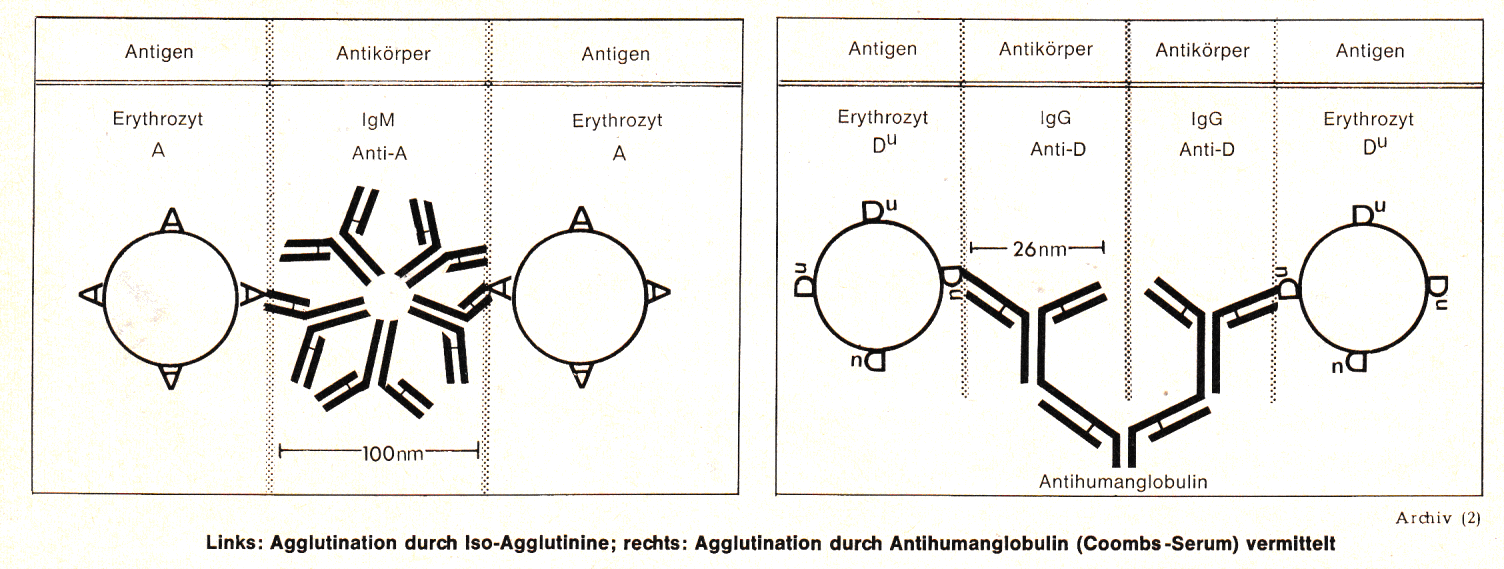 Agglutination