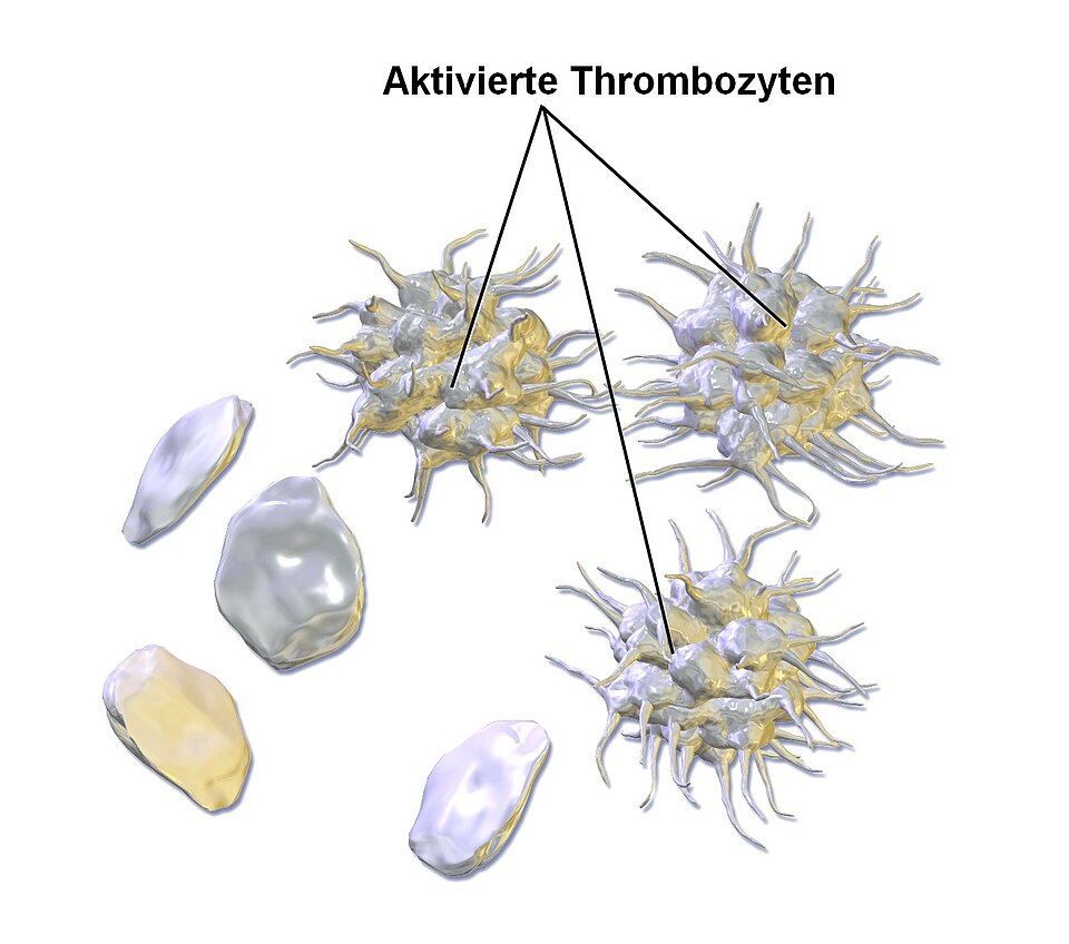 Thrombozyten