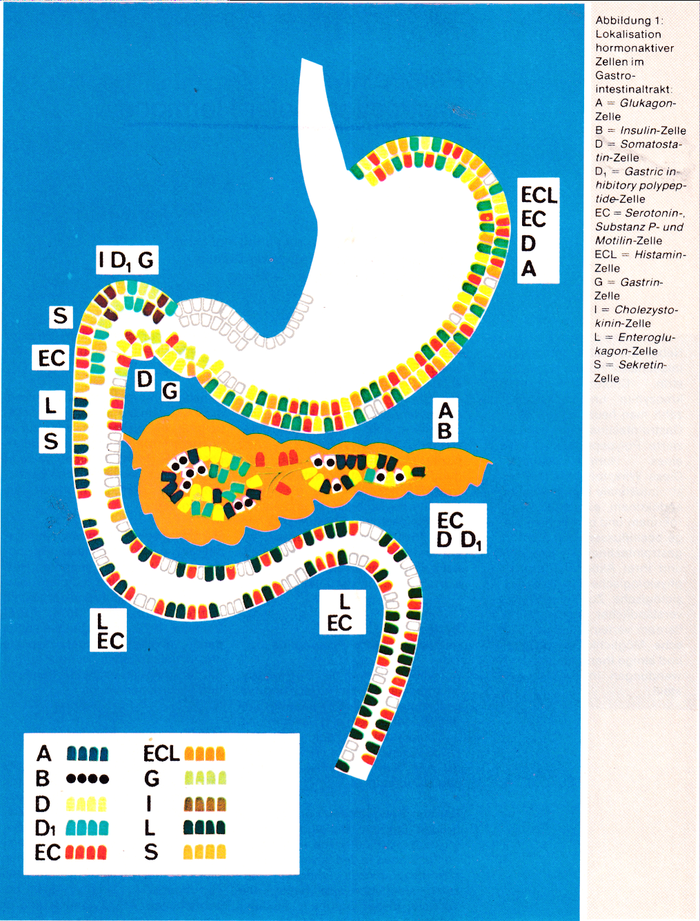 GI-Hormone