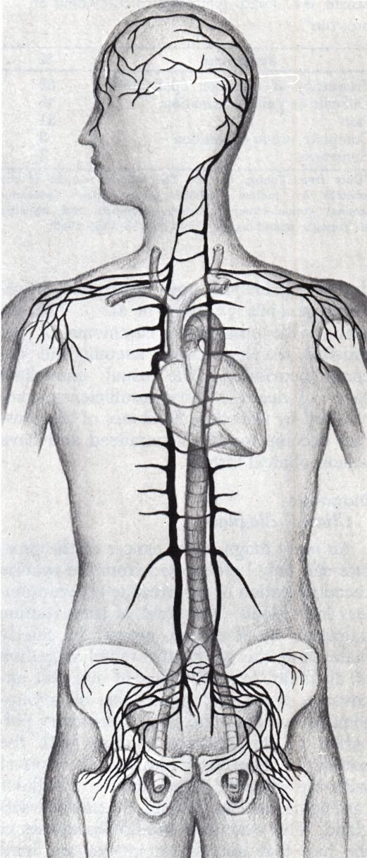 vertebraler Venenplexus
