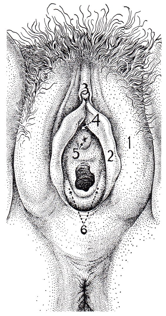 Anatomir der Vulva