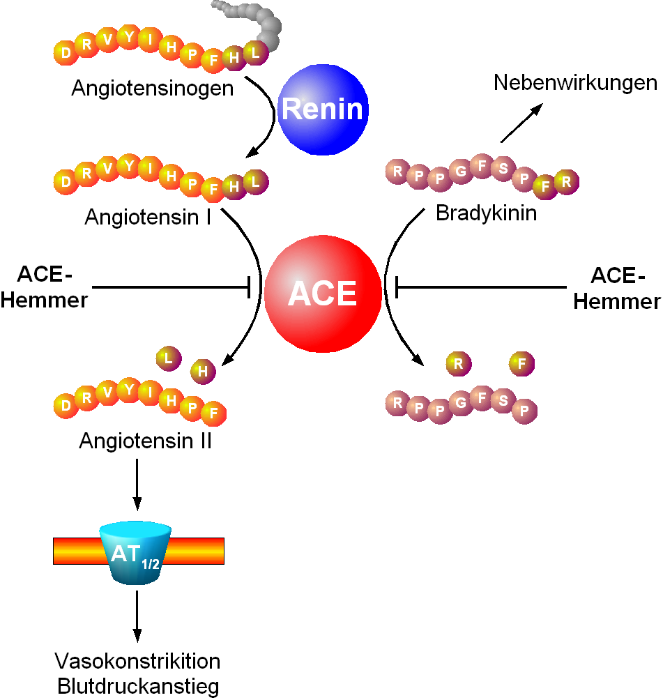 ACE-Mechanismus