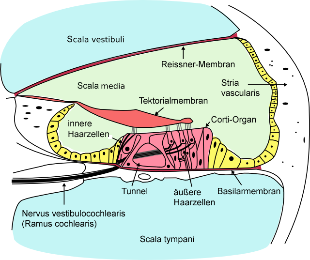 Schneckengang