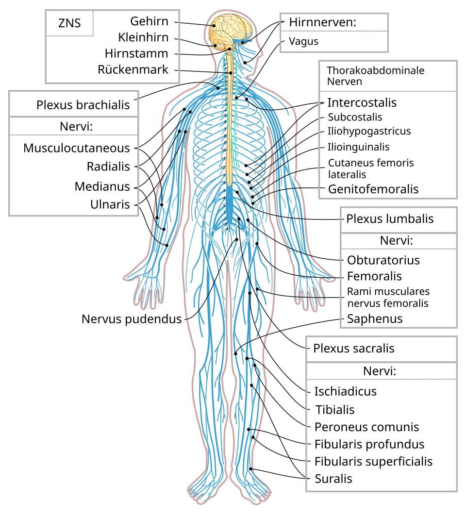 Nervensystem