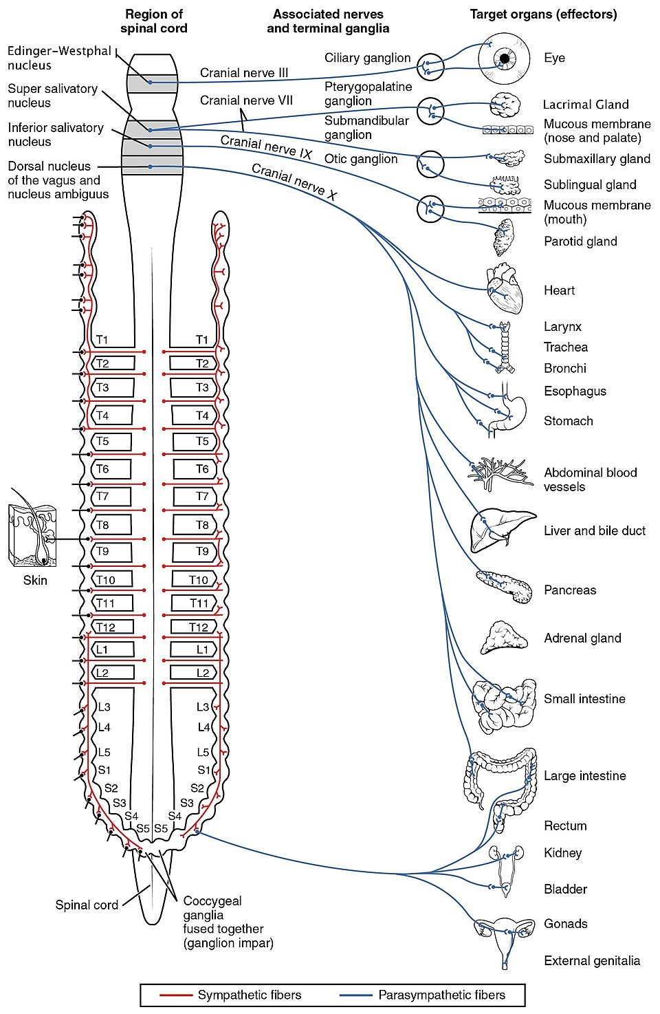 Parasympaticus