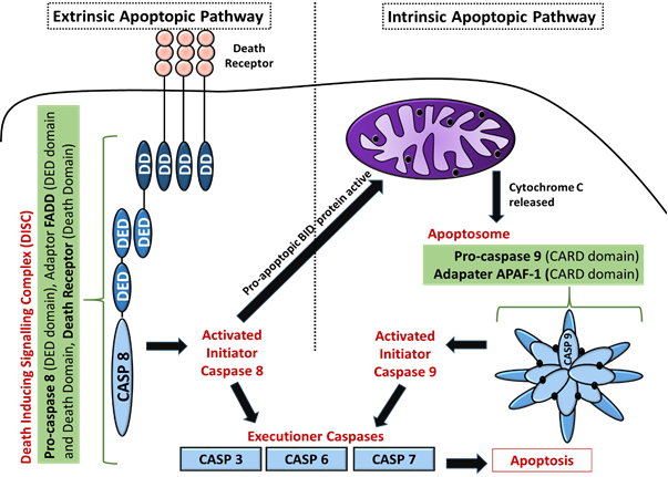 Apoptose