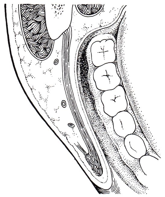 bukale Mucosa