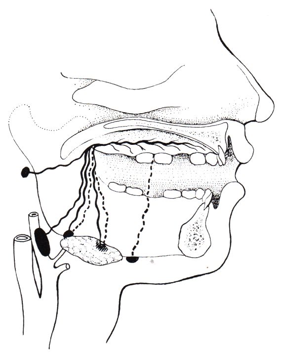 Lymphabfluss des Zahnfleisches