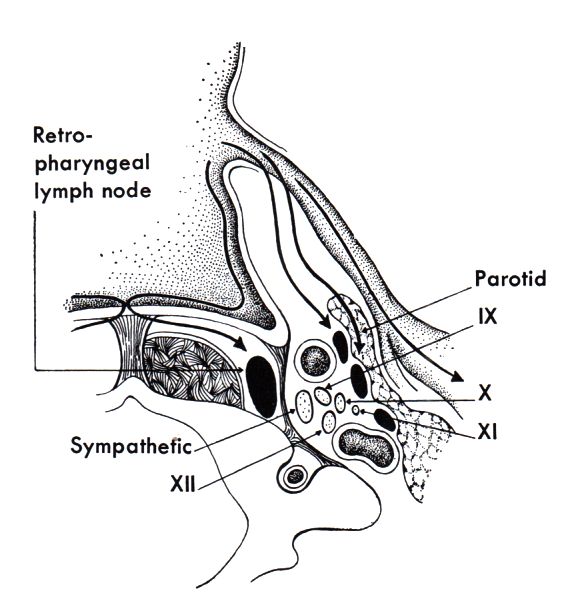 Lymphabfluss